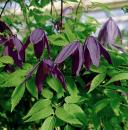Clematis ochotensis Tage Lundell